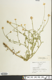 Anthemis arvensis image