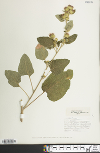 Arctium minus image