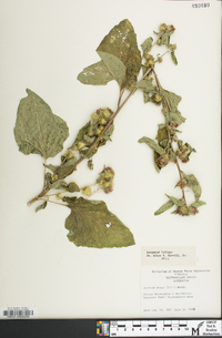 Arctium minus image