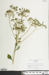 Arnoglossum atriplicifolium image