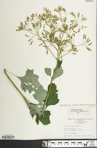 Arnoglossum atriplicifolium image