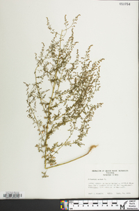Artemisia annua image