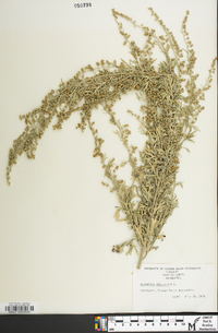 Artemisia absinthium image