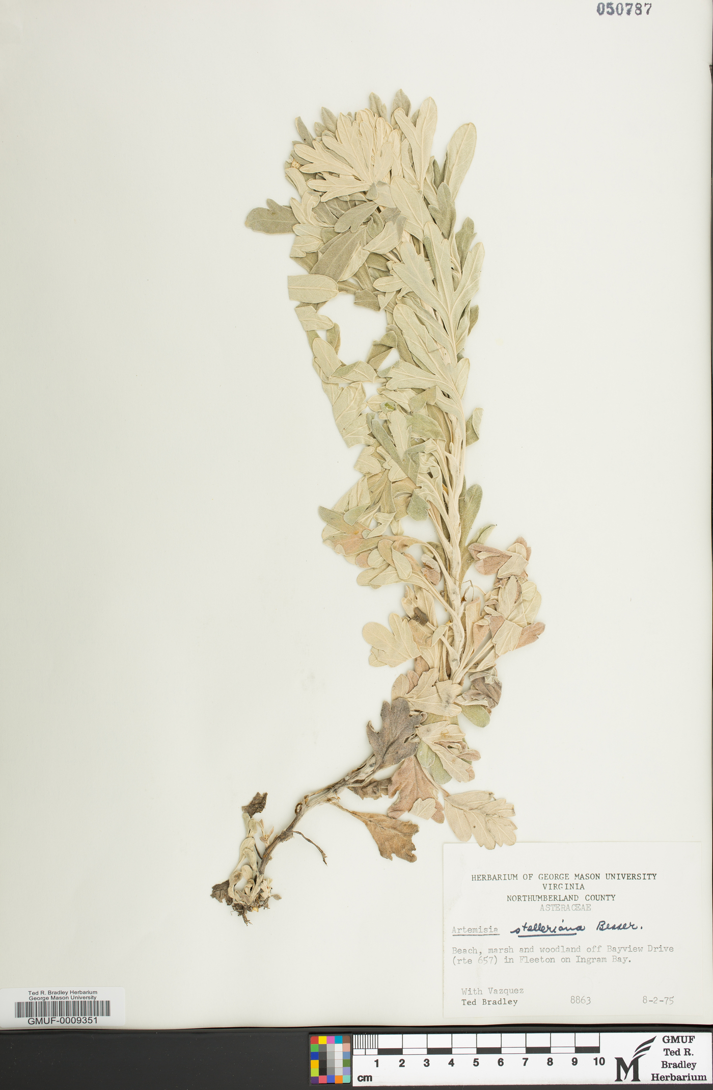 Artemisia stelleriana image