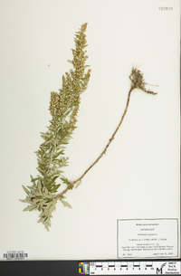 Artemisia vulgaris image