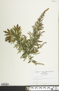 Artemisia vulgaris image