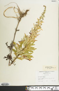 Artemisia vulgaris image