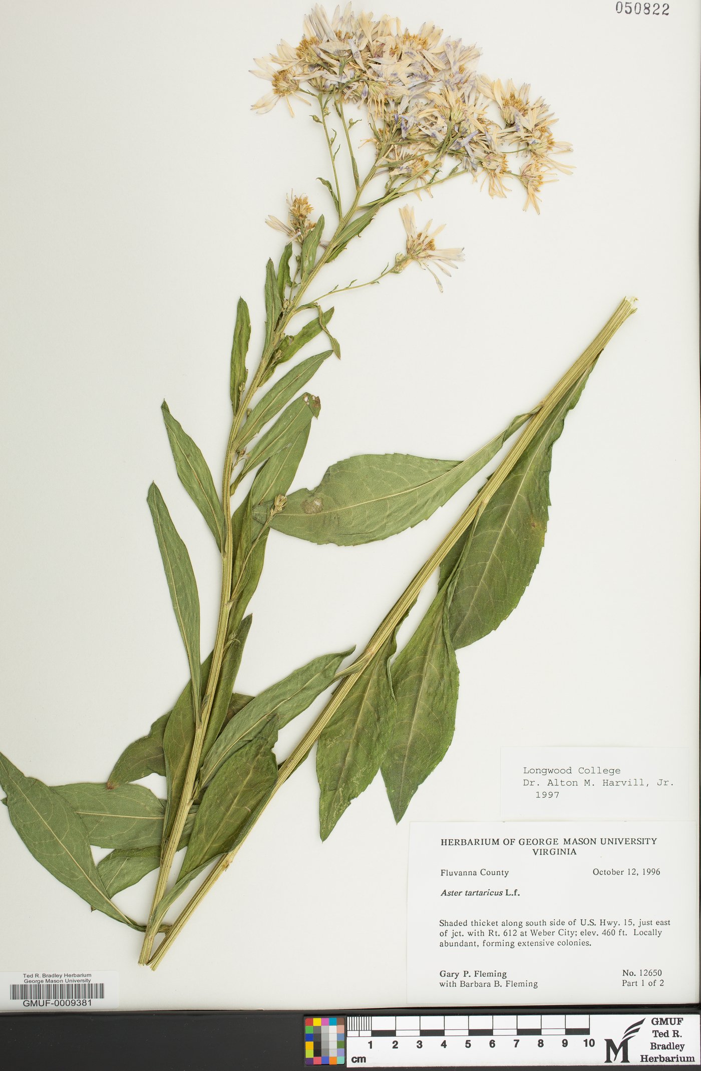 Aster tataricus image