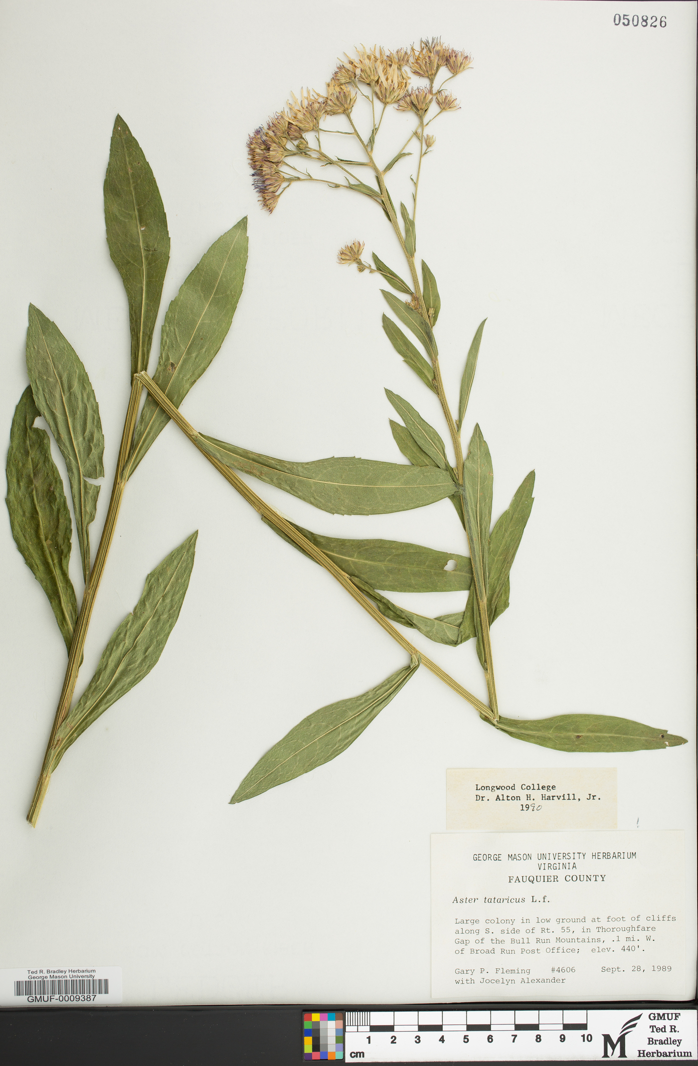 Aster tataricus image