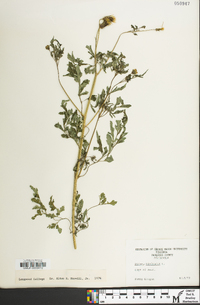 Bidens bipinnata image