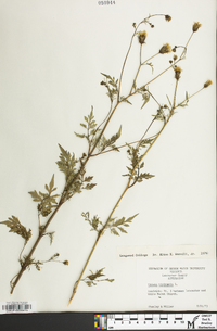 Bidens bipinnata image