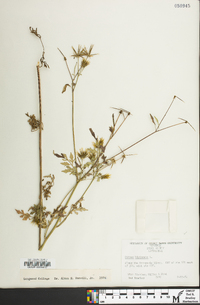 Bidens bipinnata image