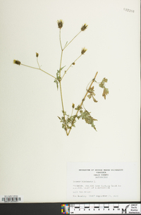 Bidens bipinnata image