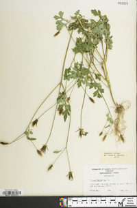 Bidens bipinnata image