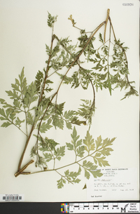 Bidens bipinnata image