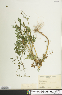 Bidens bipinnata image