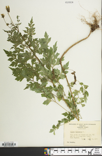 Bidens bipinnata image