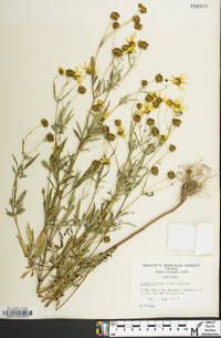 Bidens aristosa image