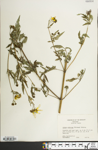 Bidens aristosa image