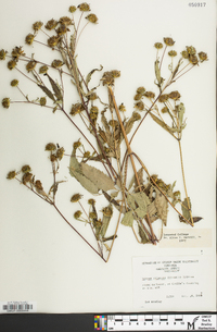 Bidens aristosa image