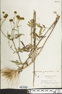 Bidens aristosa image