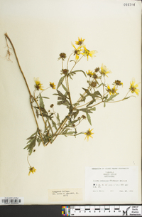 Bidens aristosa image