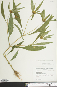 Bidens tripartita image