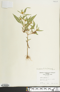 Bidens tripartita image