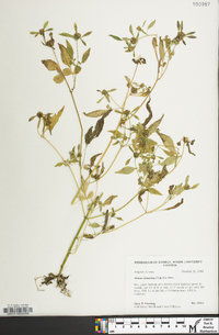 Bidens discoidea image