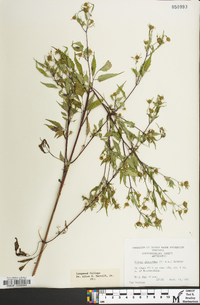 Bidens discoidea image