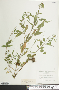 Bidens discoidea image