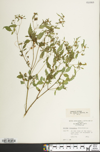 Bidens discoidea image