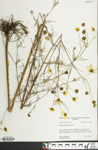 Bidens trichosperma image