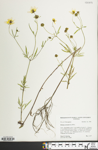 Bidens trichosperma image