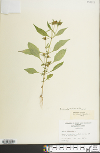 Bidens connata image