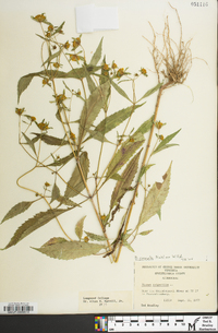 Bidens connata image