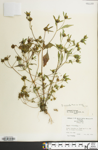 Bidens connata image