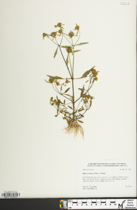 Bidens connata image