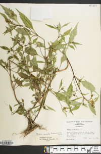 Bidens connata image