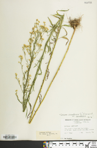 Conyza canadensis var. canadensis image