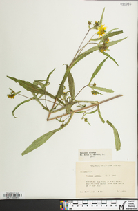 Bidens laevis image