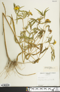 Bidens laevis image