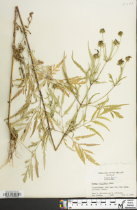 Bidens polylepis image