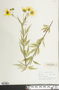 Bidens polylepis image