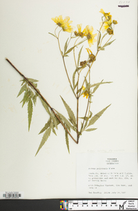 Bidens polylepis image