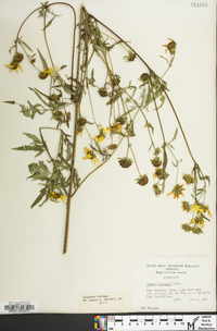 Bidens polylepis image