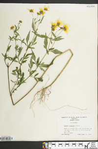 Bidens polylepis image