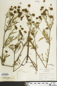 Bidens polylepis image