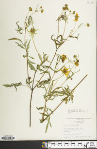 Bidens polylepis image