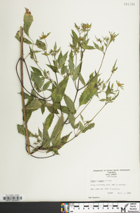 Bidens vulgata image